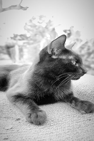 Michi Oscuro: The Enigmatic Shadow