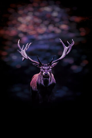 Majestic Reindeer in the Twilight 🌌🦌