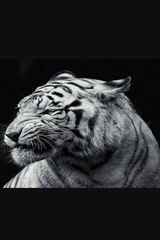 Majestic Stripes: The Silent Hunter