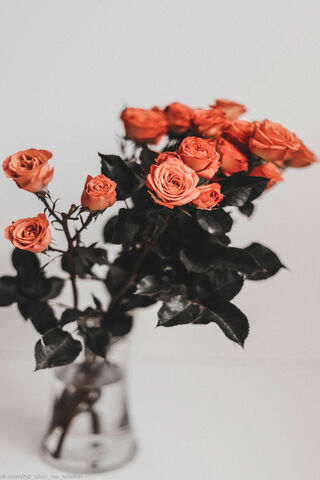 Totoro's Enchanted Garden 🌸✨