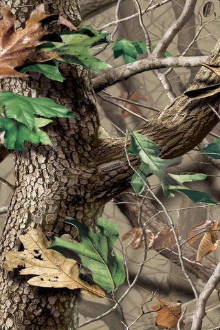 Whispers of the Woodland: A Close-Up of Nature's Artistry 🌳🍂