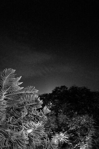 Whispers of the Night 🌌