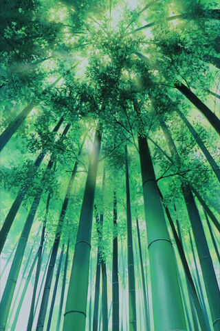 Anime Bamboo Trees