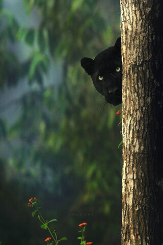 Mystery in the Shadows: The Black Panther's Gaze 🌌🐾