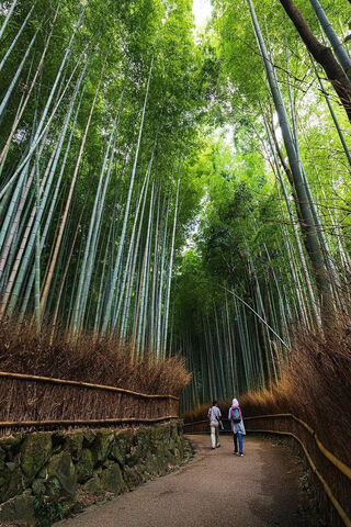 Serenity in the Bamboo Grove 🌿✨