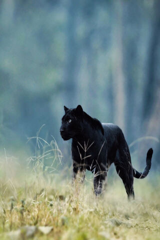 Black Panther