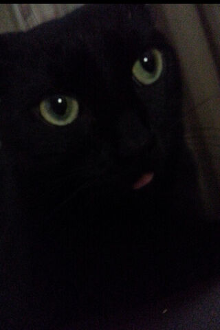 Mystery of the Midnight Feline 🐾✨