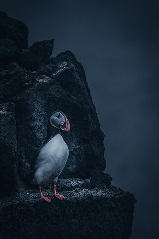 Mystical Puffin on the Edge