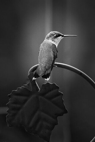 Whispers of the Hummingbird 🌿✨