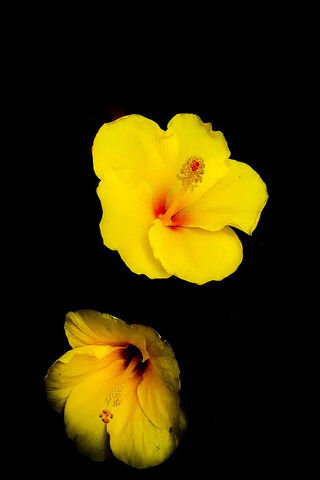 Joba Wallpaper - Download to your mobile from PHONEKY