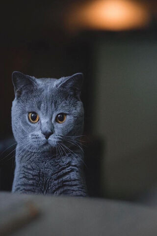 Kedi: The Enigmatic Gaze of a Feline Friend 🐾