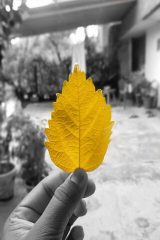 Golden Leaf: Nature's Artistry 🍂✨
