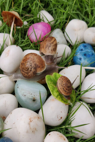 Maki Zenin's Garden of Curiosities 🌿🐌