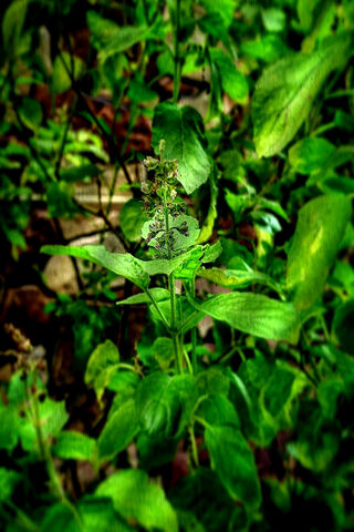 Whispers of the Sacred Herb 🌿✨