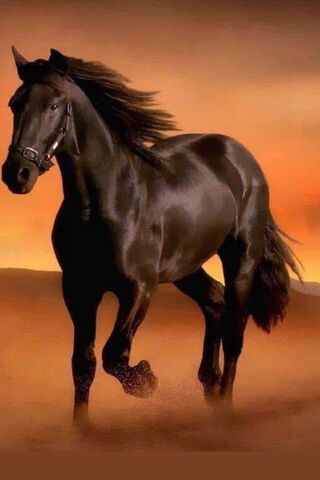 Midnight Majesty: The E..
