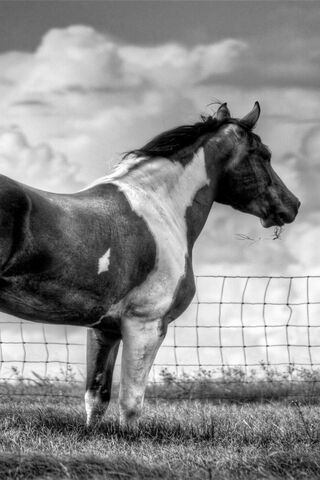 Majestic BSI Paint Horse in Monochrome
