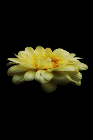 Whispers of the Night Bloom 🌙🌼