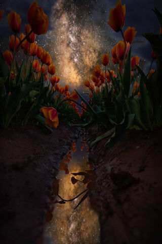 Galactic Garden: A Cosmic Bloom 🌌🌷