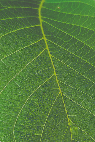Nature's Intricate Blueprint 🌿