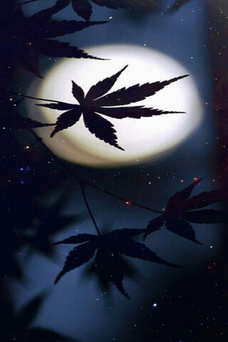 Whispers of the Night 🌙🍃