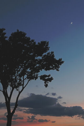 Whispers of the Moonlit Forest 🌙🌳