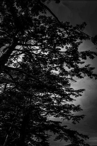 Whispers of the Forest 🌲✨