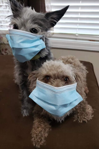 Paw-sitive Protection: Furry Friends in Masks 🐾💙