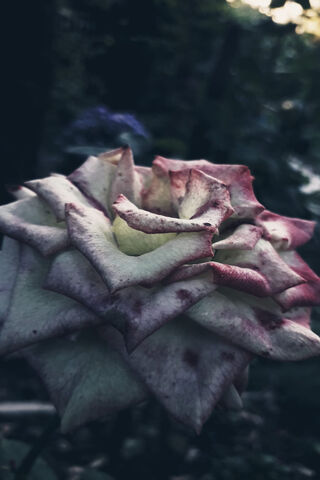 Faded Beauty: The Story of a Rose 🌹