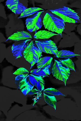 Electric Green: The Aci..