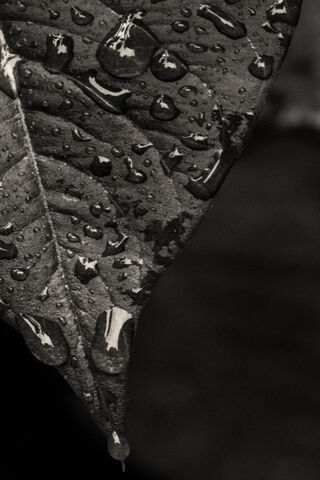 Nature's Elegance in Monochrome 🌿✨