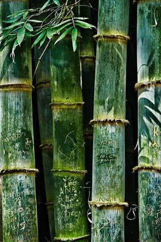 Whispers of the Bamboo Grove 🌿✨