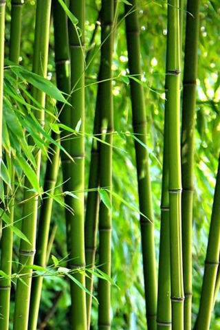 Whispers of the Bamboo Grove 🌿✨