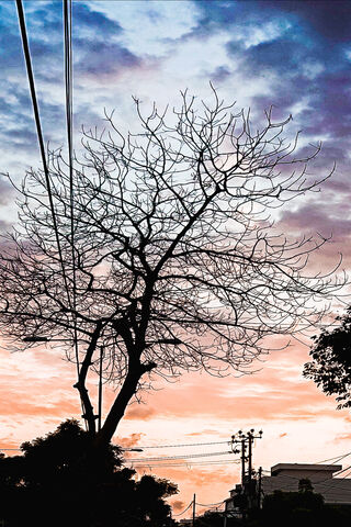 Melody of the Sunset: Nature's Soundtrack 🎶🌅