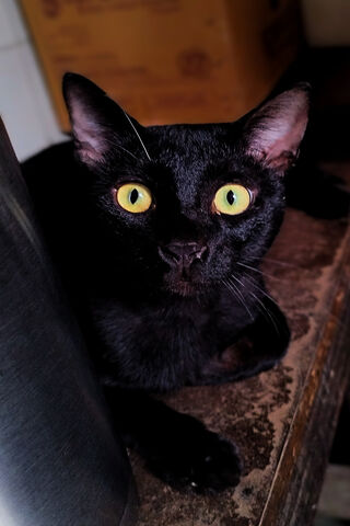 Mystery of the Midnight Feline 🐾✨