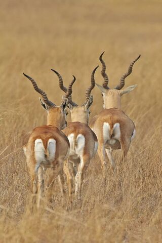 Graceful Blackbucks in the Golden Grasslands 🌾🦌