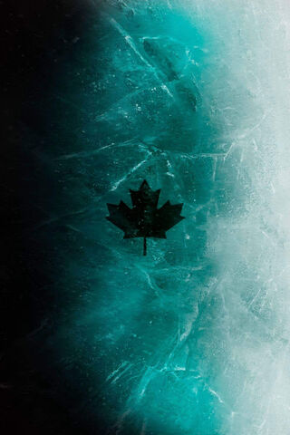 Frozen Elegance: The Essence of Black Ice