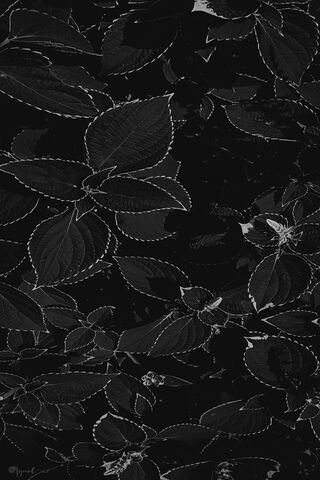 Monochrome Elegance: The Art of Nature