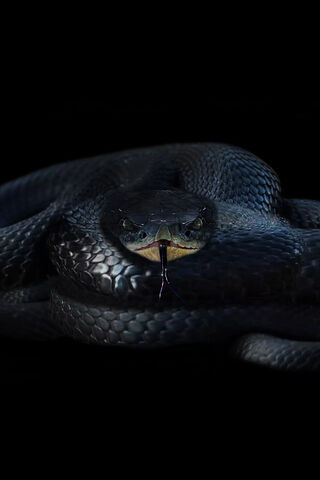 Black Snake