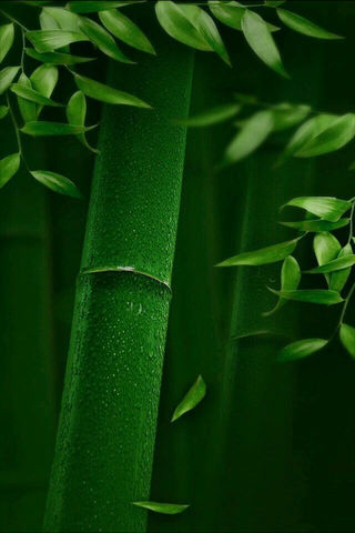 Whispers of the Bamboo Forest 🌿✨