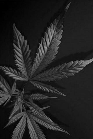 Shadows of Nature: The ..