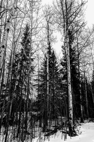 Silent Shadows: A Winter's Embrace