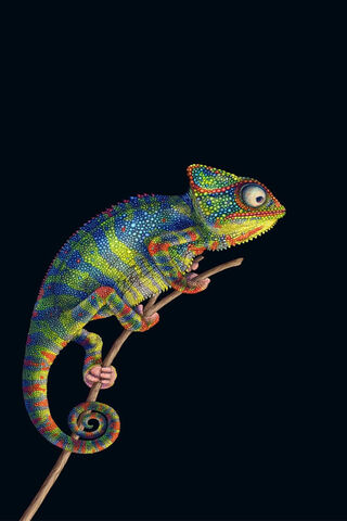 Chameleon Charm: Nature's Colorful Masterpiece 🌈🦎
