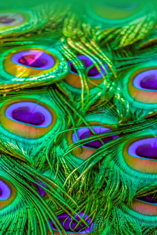 Vibrant Elegance: The Beauty of Peacock Feathers 🌈🦚