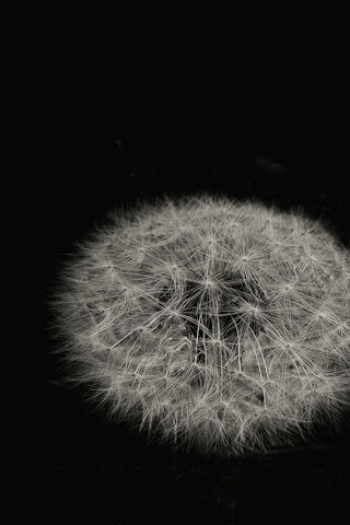 Whispers of the Dandelion 🌼✨