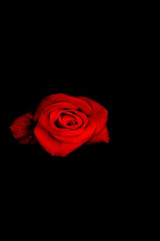 Crimson Elegance: The Dark Rose 🌹✨