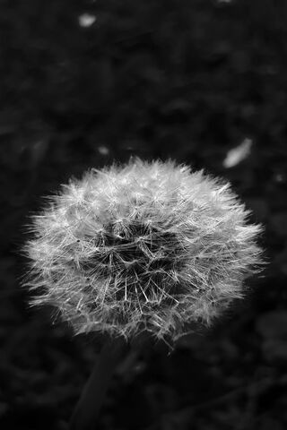 Dandelion