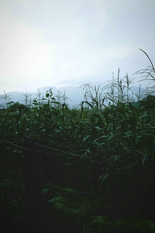 Whispers of the Dark Cornfield 🌾🌌