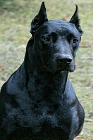 Dober: The Majestic Guardian 🐾