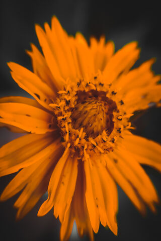 Golden Glow: The Beauty..