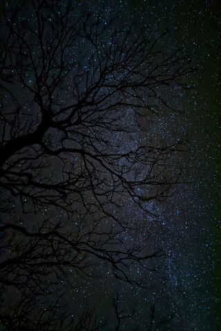 Whispers of the Night Sky 🌌✨